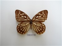 藏品(臺灣斑眼蝶)的圖片